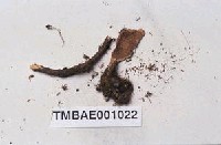 藏品(多毛苔屬)的圖片